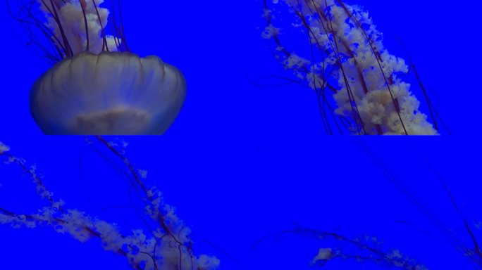 蓝色背景上的水母，五颜六色的水母。