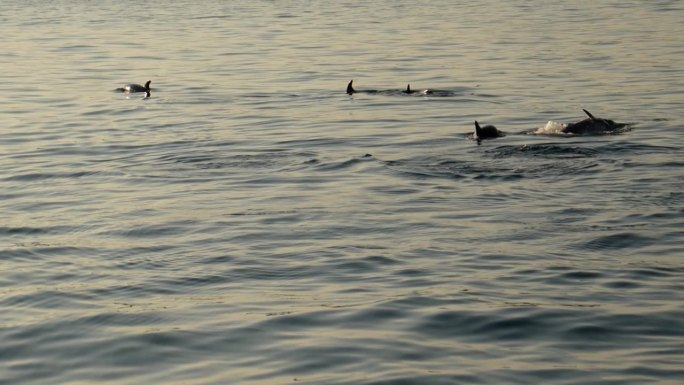 一群海豚(飞燕科)浮出海面。电影，慢动作