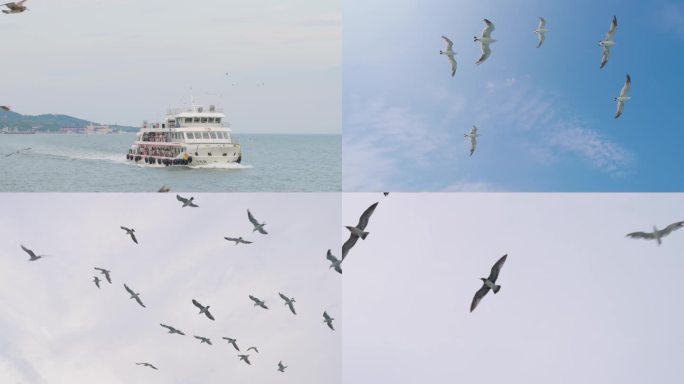 【4K】游轮 海鸥 海浪 浪花 旅游