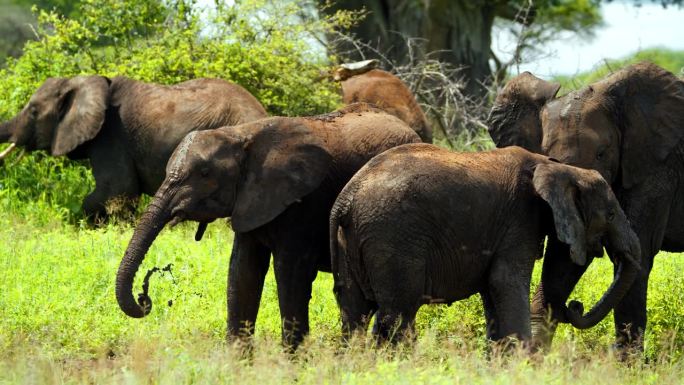 在坦桑尼亚的大草原上，一群非洲象在身上溅泥巴
