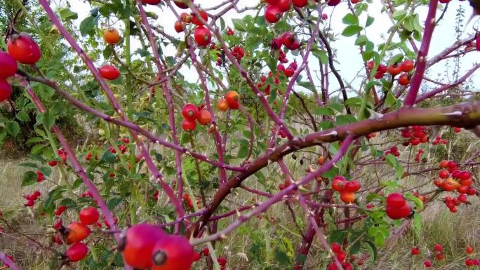多刺蔷薇丛，果实鲜红。成熟的玫瑰果。