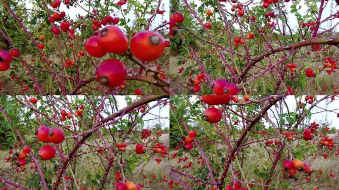 多刺蔷薇丛，果实鲜红。成熟的玫瑰果。