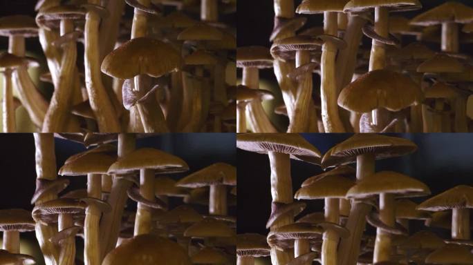 裸盖菇素蘑菇