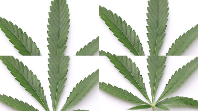 大新鲜有机大麻叶大麻分离在白色背景