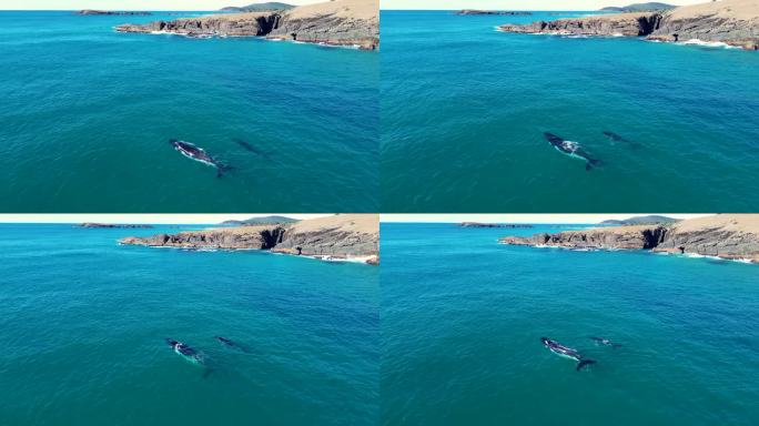 空中无人机南露脊鲸喷湾海洋小牛动物哺乳动物海洋生物旅游岩石岬角新月头肯普西新南威尔士州澳大利亚4K