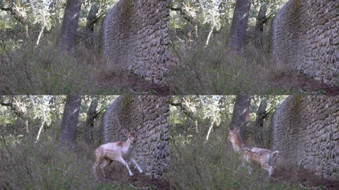 一只鹿跑了起来，当它看到摄像机时吓了一跳，然后转过身来，慢动作的镜头，我们看到它蹄子下的土地在上升。