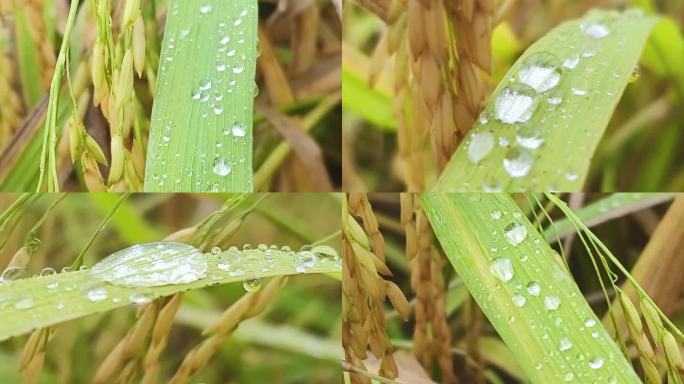 水稻叶上的露珠露水稻田雨滳禾苗水珠露水