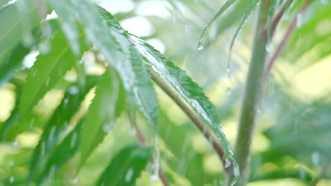 下雨时从绿叶蕨类植物上滴下的慢动作雨滴。特写水滴绿叶前景。大雨落在绿色植物的叶子上。平静放松冥想和平