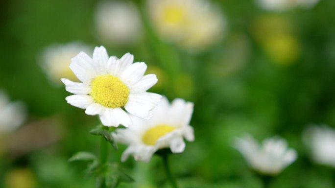 春天 细雨 小菊花 7