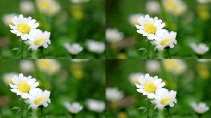 春天 细雨 小菊花 7