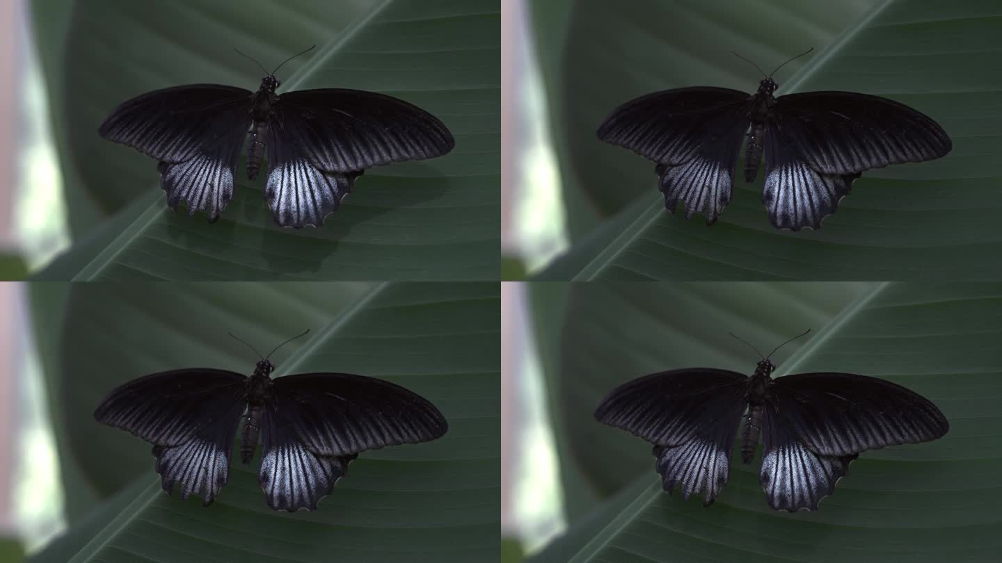 大的黑白蝴蝶坐在叶子上