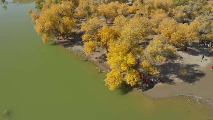 河畔的美丽胡杨林额济纳旗迎来秋天的魅力