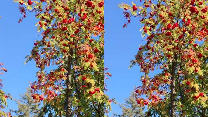 红色山灰的一个分支，在黄色叶子的背景上有一串浆果。秋天的晴朗天气