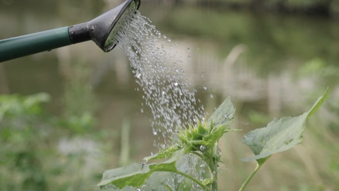 水滴 向日葵 浇水 花蕾 菊花