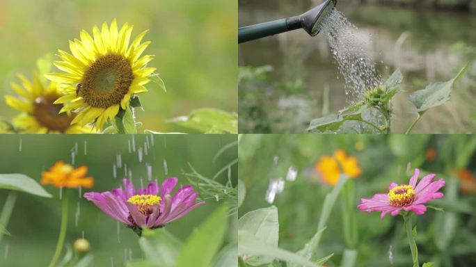 水滴 向日葵 浇水 花蕾 菊花