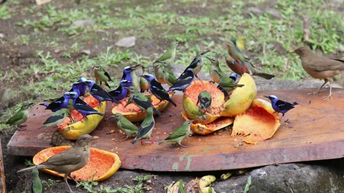 蓝灰色的Tanager，红腿和绿色的honeycreeper和许多其他美丽的鸟类在哥斯达黎加的鸟类喂