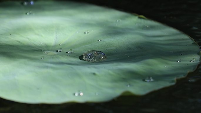 实拍素材（荷叶 蓝调 水珠）