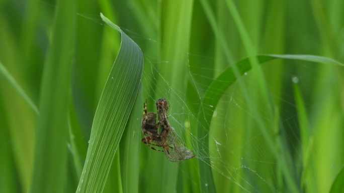 蜘蛛撬-蝴蝶-稻草。网。