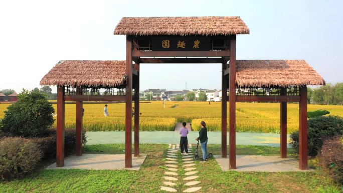 航拍南京湖熟现代农业示范园稻田
