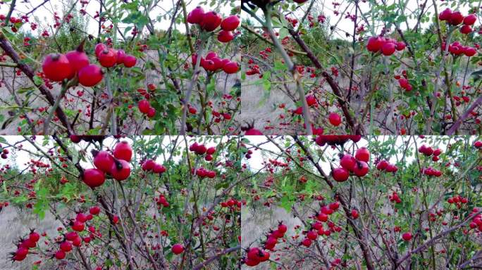玫瑰花丛上红色成熟的玫瑰果。多刺蔷薇丛，果实鲜红。