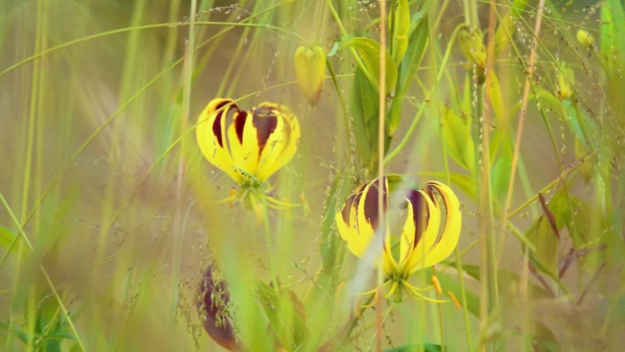 坦桑尼亚大地上盛开的黄花的特写