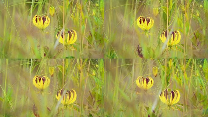 坦桑尼亚大地上盛开的黄花的特写