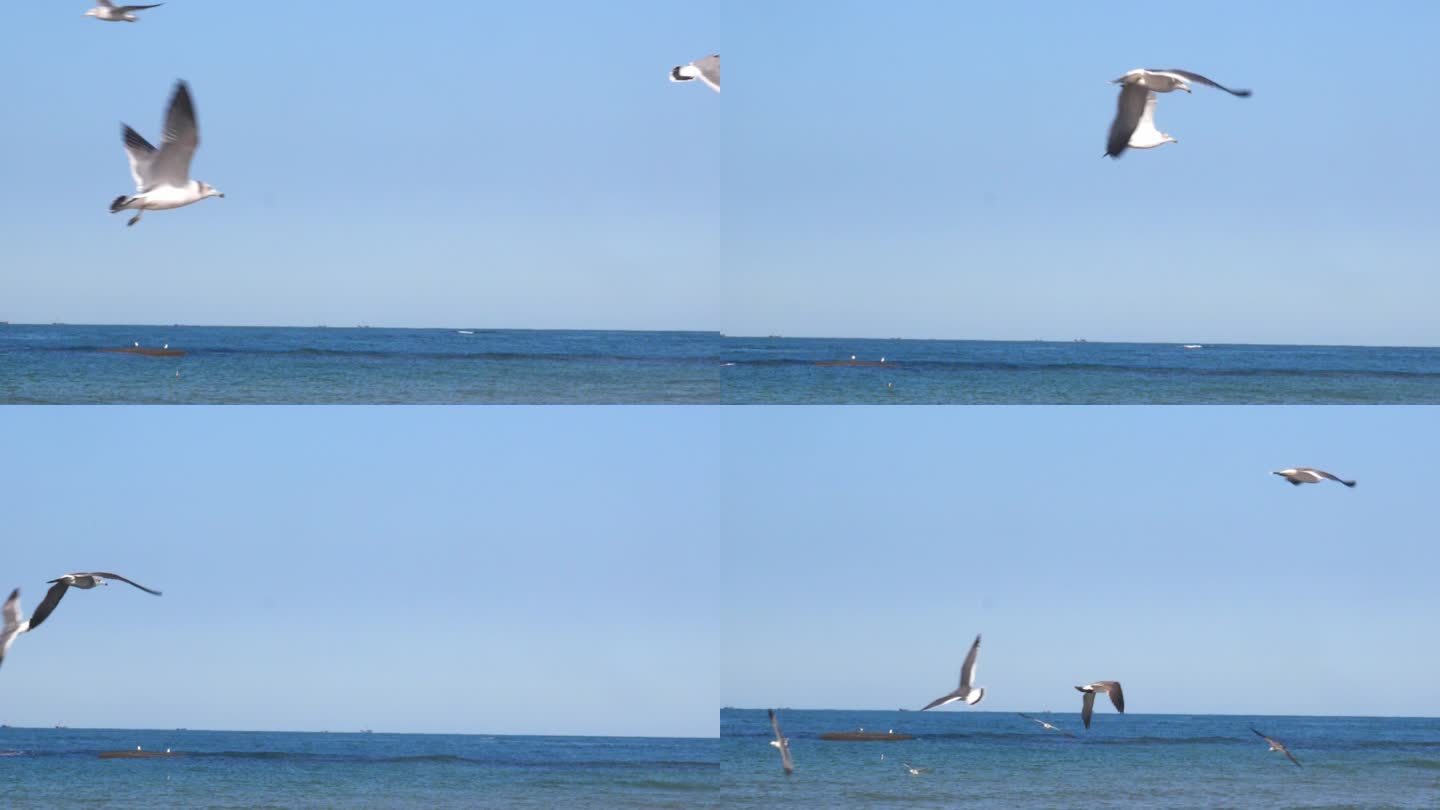 海鸥 鸟 自由 飞翔 大海 生态 环境