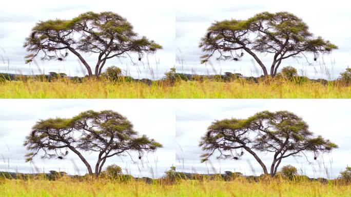 坦桑尼亚大草原上的一棵孤零零的树