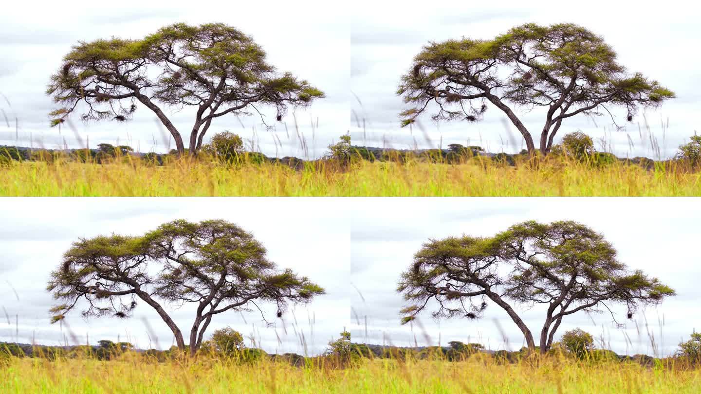 坦桑尼亚大草原上的一棵孤零零的树