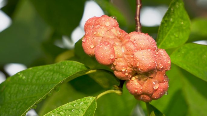 玉兰花果实蓇葖果水珠雨露