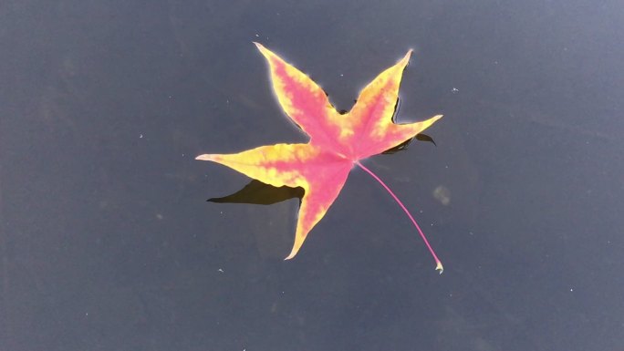 水面漂浮的枫叶