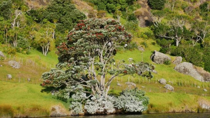 新西兰山坡上盛开的波胡图卡瓦树