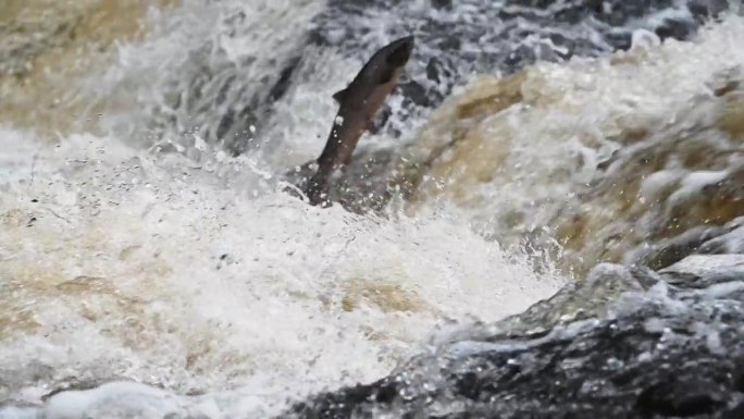 大型野生大西洋鲑鱼(Salmo salar)在苏格兰佩思郡的一条小河中逆流而上——静态拍摄的慢动作
