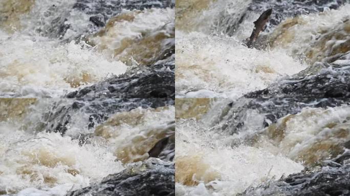 大型野生大西洋鲑鱼(Salmo salar)在苏格兰佩思郡的一条小河中逆流而上——静态拍摄的慢动作