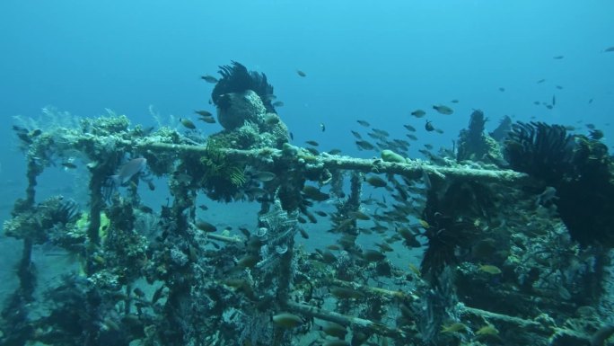 珊瑚礁恢复，再生珊瑚，重建巴厘岛，图兰本的珊瑚礁