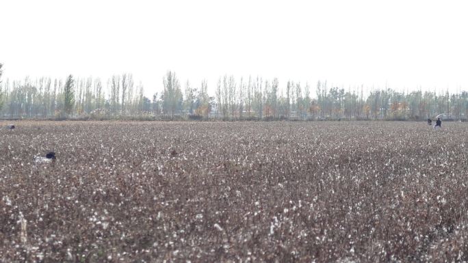 在新疆拾棉花捡棉花