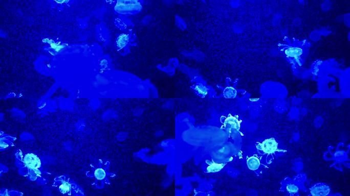深蓝色的海水里有水母，深海里有水母，水里有很多水母。色彩斑斓的水母。