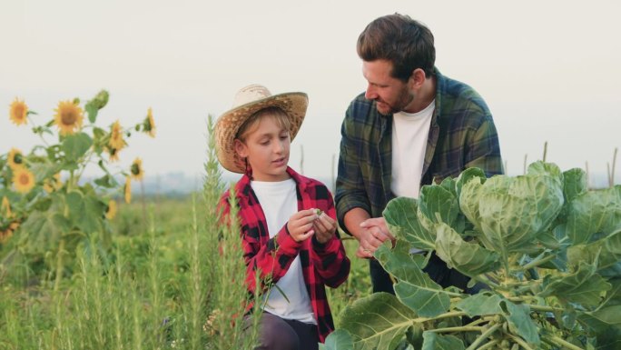 农民父亲给他的小儿子看卷心菜地里的卷心菜是什么样子的。农户家庭检查蔬菜苗的质量。有机蔬菜，当地小农场