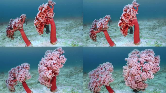 珊瑚礁海底世界。树珊瑚在框架