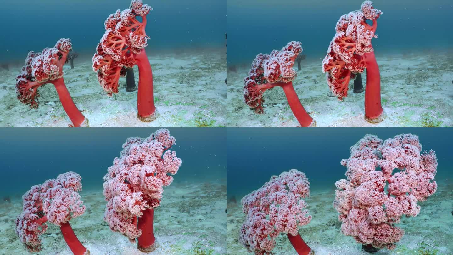 珊瑚礁海底世界。树珊瑚在框架