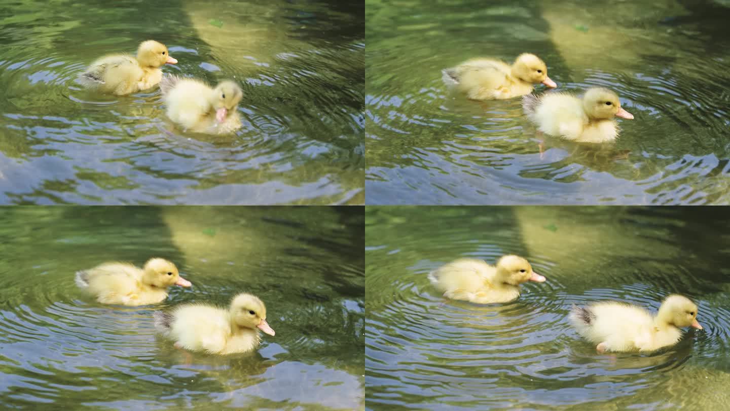 水中游泳的鸭子