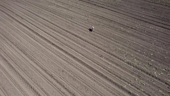 野兔在田野里奔跑大自然庄园庄子狗子跑走