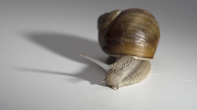 一只葡萄蜗牛伸出头四处张望的特写视频。
