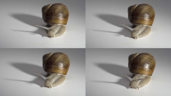 一只葡萄蜗牛伸出头四处张望的特写视频。
