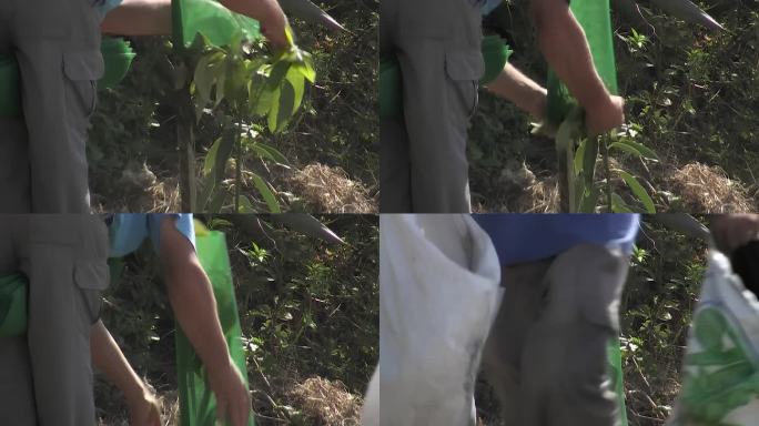 农民正在给一棵新栽的牛油果树装防护网