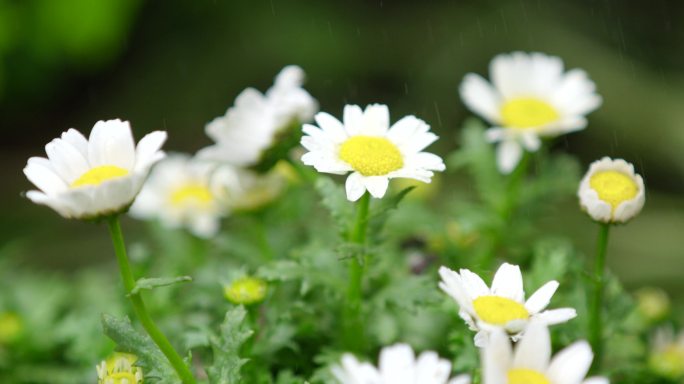 春天 细雨 小菊花 11