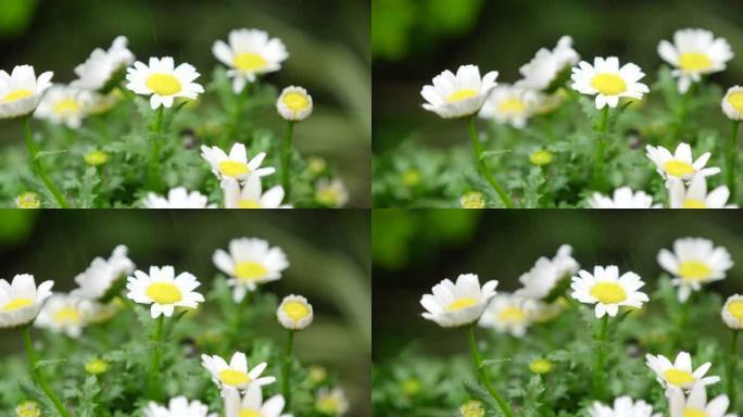 春天 细雨 小菊花 11