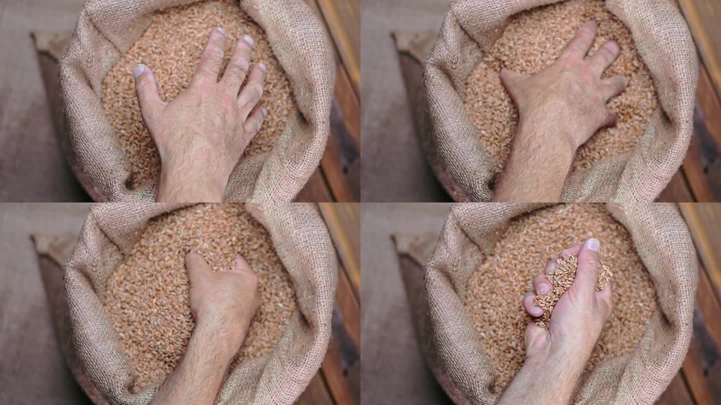收获的新鲜小麦粒从农民的手中溢出到黄麻麻袋里，慢动作。