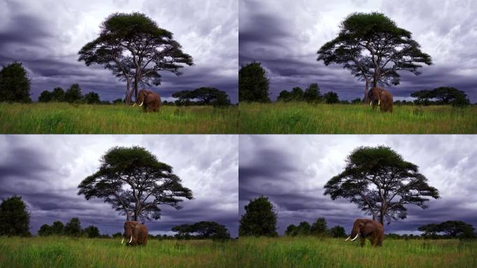 壮观的大象走在坦桑尼亚的草地上，在戏剧性的天空下