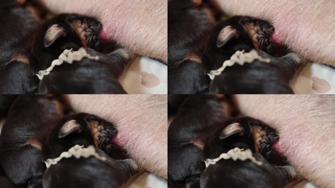 哺乳新生猎犬幼犬。小狗特写